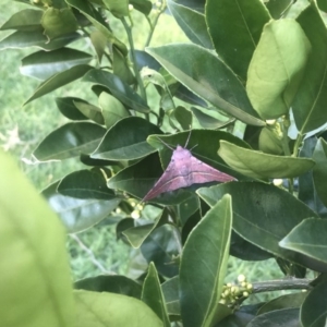 Oenochroma vinaria at Berry, NSW - 8 Aug 2020