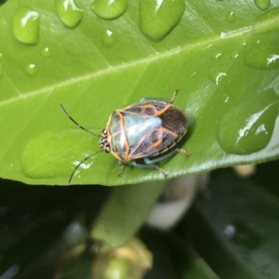 Antestiopsis cederwaldi (Shield bug) at Berry, NSW - 6 Sep 2020 by Username279