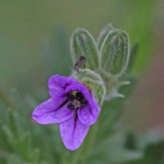 Erodium botrys (Long Storksbill) at O'Connor, ACT - 17 Sep 2020 by ConBoekel