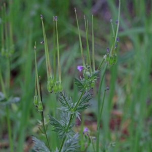 Erodium botrys at O'Connor, ACT - 18 Sep 2020