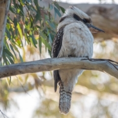 Dacelo novaeguineae (Laughing Kookaburra) at Hackett, ACT - 23 Sep 2020 by sbittinger