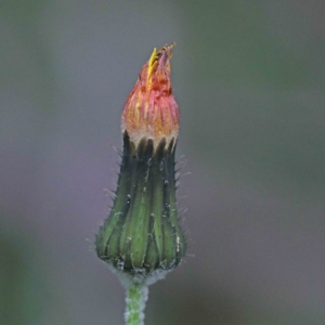 Sonchus oleraceus at O'Connor, ACT - 18 Sep 2020