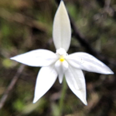 Glossodia major (Wax Lip Orchid) at Mulligans Flat - 22 Sep 2020 by Marchien