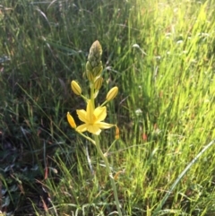 Bulbine bulbosa (Golden Lily) at Wodonga - 23 Sep 2020 by Alburyconservationcompany