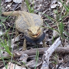 Pogona barbata (Eastern Bearded Dragon) at Nail Can Hill - 18 Sep 2020 by Lizzie