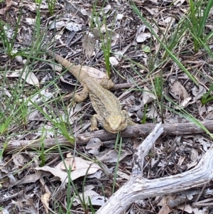 Pogona barbata at Albury - suppressed