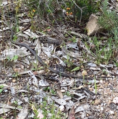 Demansia psammophis (Yellow-faced Whipsnake) at Albury - 18 Sep 2020 by Lizzie