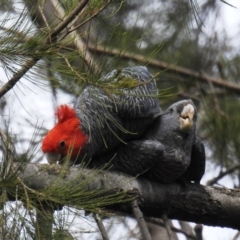 Callocephalon fimbriatum (Gang-gang Cockatoo) at ANBG - 23 Sep 2020 by HelenCross