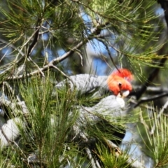 Callocephalon fimbriatum at Acton, ACT - suppressed