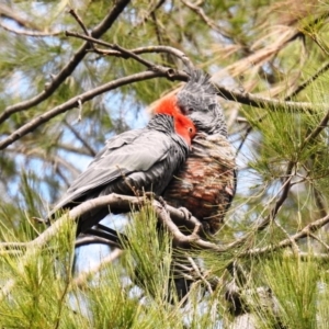 Callocephalon fimbriatum at Acton, ACT - suppressed