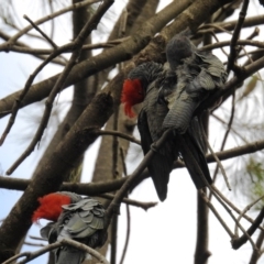 Callocephalon fimbriatum (Gang-gang Cockatoo) at Acton, ACT - 23 Sep 2020 by HelenCross