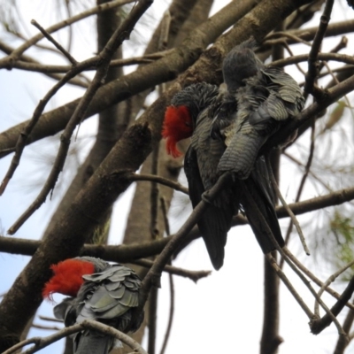 Callocephalon fimbriatum (Gang-gang Cockatoo) at ANBG - 23 Sep 2020 by HelenCross