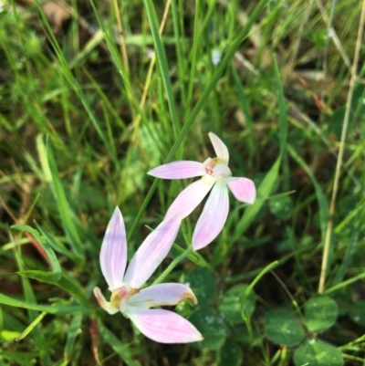 Caladenia carnea (Pink Fingers) at Wodonga, VIC - 23 Sep 2020 by Alburyconservationcompany