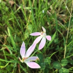 Caladenia carnea (Pink Fingers) at - 23 Sep 2020 by Alburyconservationcompany