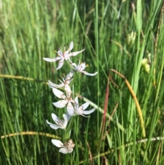 Wurmbea dioica subsp. dioica (Early Nancy) at Jack Perry Reserve - 23 Sep 2020 by Alburyconservationcompany