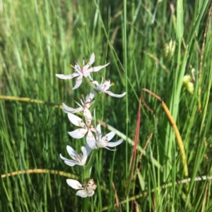 Wurmbea dioica subsp. dioica at Wodonga - 23 Sep 2020 03:33 PM