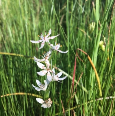 Wurmbea dioica subsp. dioica (Early Nancy) at Jack Perry Reserve - 23 Sep 2020 by Alburyconservationcompany