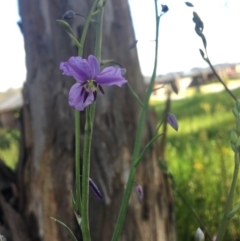 Arthropodium strictum (Chocolate Lily) at Wodonga, VIC - 23 Sep 2020 by Alburyconservationcompany