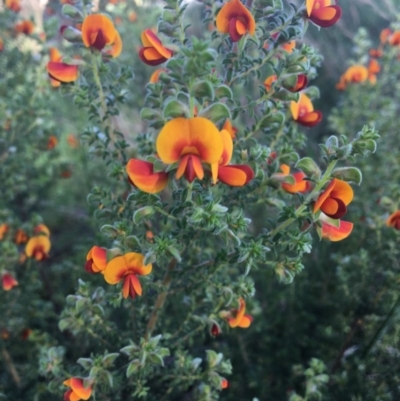 Pultenaea foliolosa (Small Leaf Bushpea) at Wodonga - 23 Sep 2020 by Alburyconservationcompany