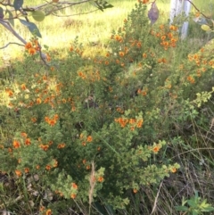 Pultenaea foliolosa at Wodonga, VIC - 23 Sep 2020 03:38 PM