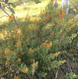 Pultenaea foliolosa at Wodonga, VIC - 23 Sep 2020