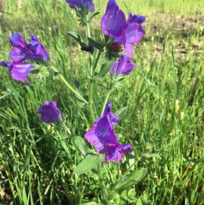 Echium plantagineum (Paterson's Curse) at Jack Perry Reserve - 23 Sep 2020 by Alburyconservationcompany