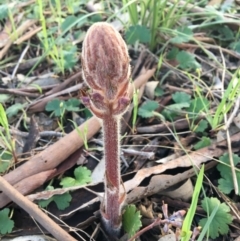 Orobanche minor (Broomrape) at Wodonga, VIC - 23 Sep 2020 by Alburyconservationcompany