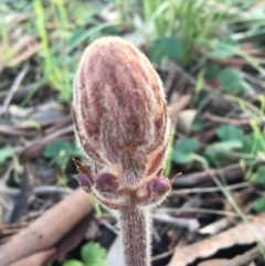 Orobanche minor at Wodonga, VIC - 23 Sep 2020