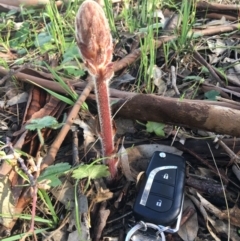 Orobanche minor at Wodonga, VIC - 23 Sep 2020