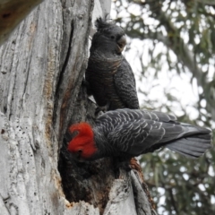 Callocephalon fimbriatum (Gang-gang Cockatoo) at ANBG - 23 Sep 2020 by HelenCross