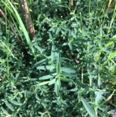 Hypericum perforatum (St John's Wort) at Wodonga - 23 Sep 2020 by Alburyconservationcompany