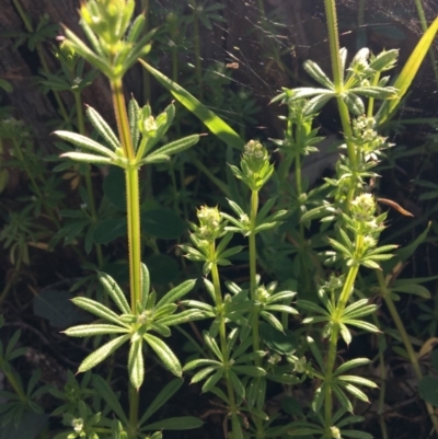 Galium aparine (Goosegrass, Cleavers) at Jack Perry Reserve - 23 Sep 2020 by Alburyconservationcompany