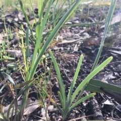 Lomandra filiformis (Wattle Mat-rush) at Wodonga - 23 Sep 2020 by Alburyconservationcompany