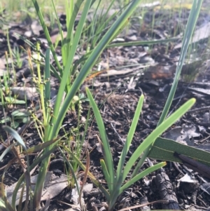 Lomandra filiformis at Wodonga, VIC - 23 Sep 2020 03:51 PM