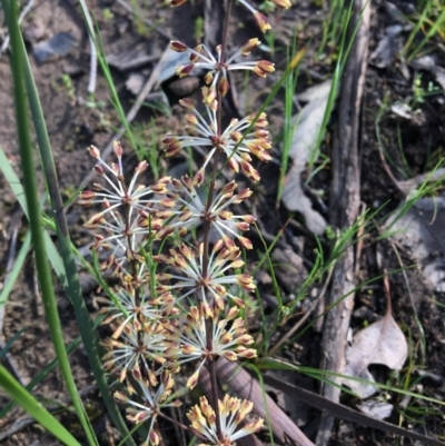 Lomandra multiflora (Many-flowered Matrush) at Jack Perry Reserve - 23 Sep 2020 by Alburyconservationcompany