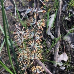 Lomandra multiflora (Many-flowered Matrush) at - 23 Sep 2020 by Alburyconservationcompany