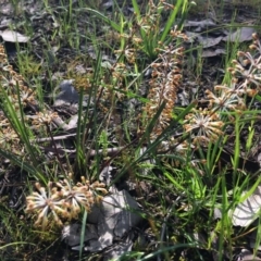 Lomandra multiflora at Wodonga - 23 Sep 2020