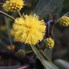 Acacia verniciflua (Varnish Wattle) at Jack Perry Reserve - 23 Sep 2020 by Alburyconservationcompany