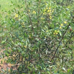 Acacia verniciflua at Wodonga - 23 Sep 2020