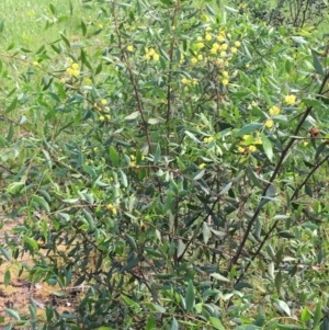 Acacia verniciflua at Wodonga - 23 Sep 2020