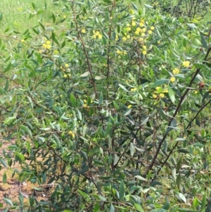 Acacia verniciflua at Wodonga - 23 Sep 2020 03:58 PM