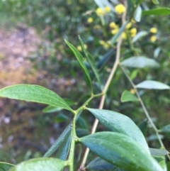 Acacia verniciflua at Wodonga - 23 Sep 2020