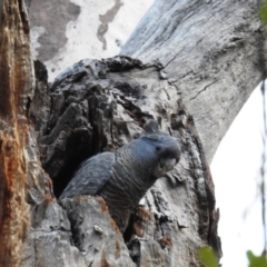 Callocephalon fimbriatum (Gang-gang Cockatoo) at ANBG - 23 Sep 2020 by HelenCross