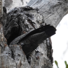 Callocephalon fimbriatum at Acton, ACT - 23 Sep 2020