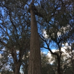 Eucalyptus macrorhyncha (Red Stringybark) at Wodonga, VIC - 23 Sep 2020 by Alburyconservationcompany