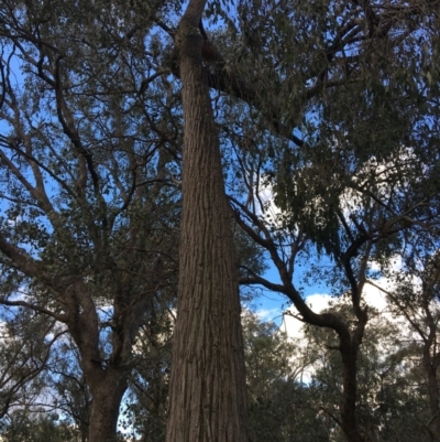 Eucalyptus macrorhyncha (Red Stringybark) at Jack Perry Reserve - 23 Sep 2020 by Alburyconservationcompany