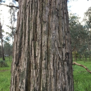 Eucalyptus macrorhyncha at Wodonga, VIC - 23 Sep 2020 03:59 PM