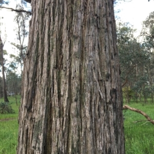 Eucalyptus macrorhyncha at Wodonga, VIC - 23 Sep 2020