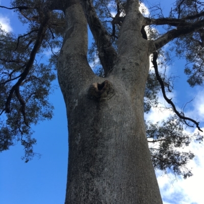 Eucalyptus albens (White Box) at Wodonga - 23 Sep 2020 by Alburyconservationcompany