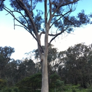 Eucalyptus albens at Jack Perry Reserve - 23 Sep 2020